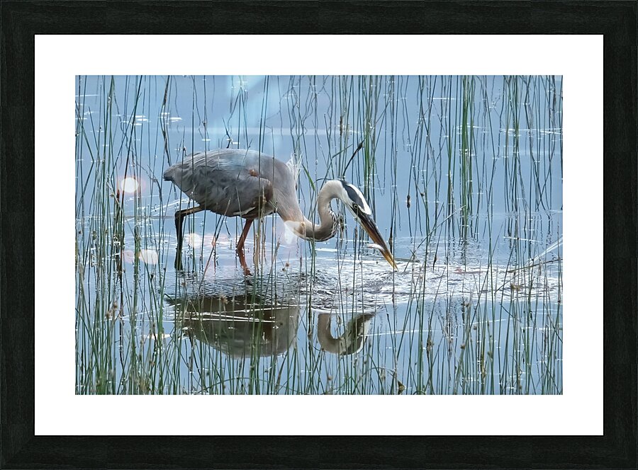 Bird Photography    Picture Frame print