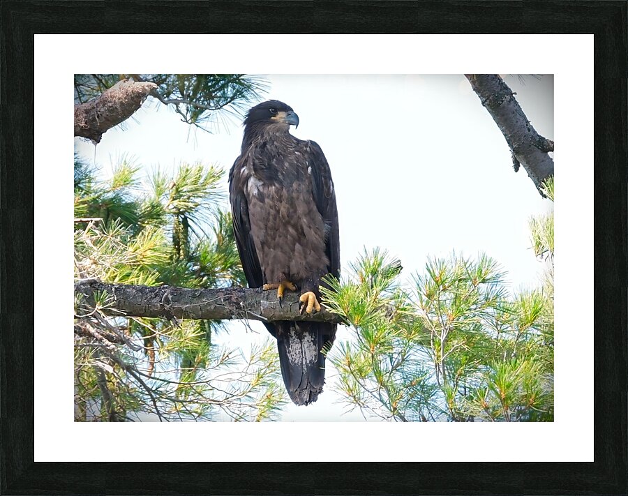 Bird Photography    Picture Frame print