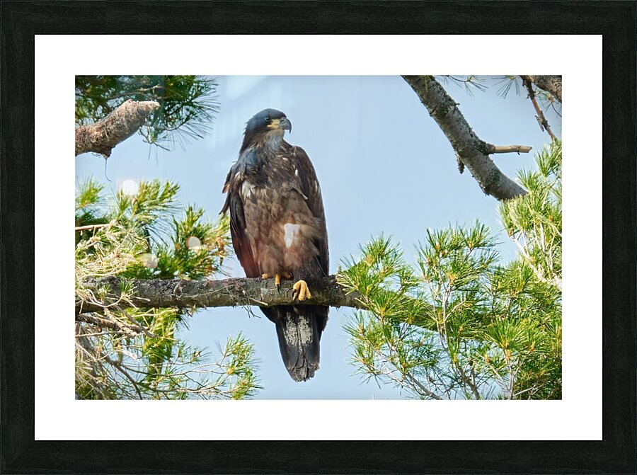 Bird Photography    Picture Frame print