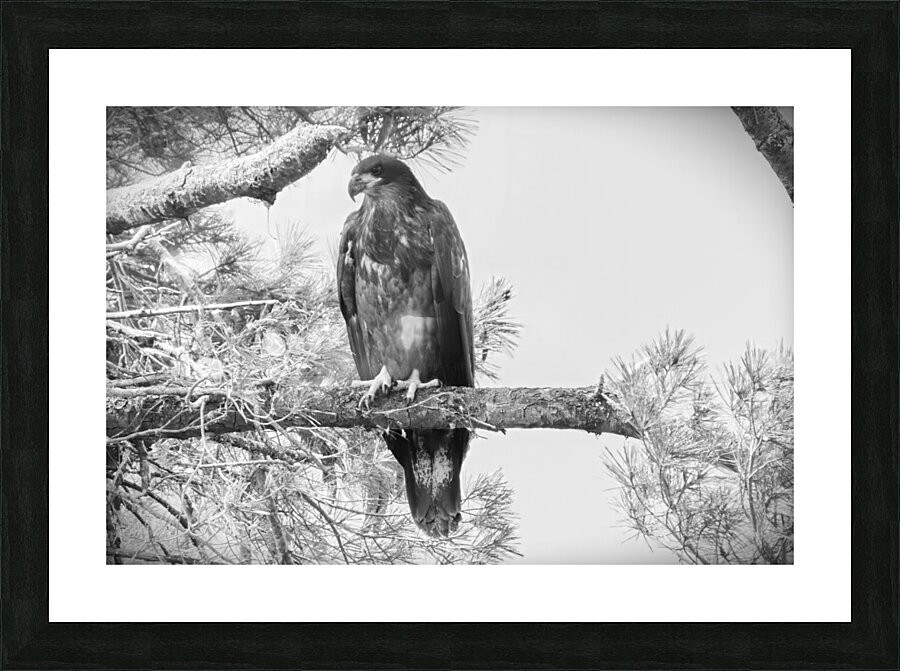 Bird Photography    Picture Frame print