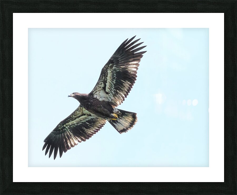 Bird Photography    Picture Frame print