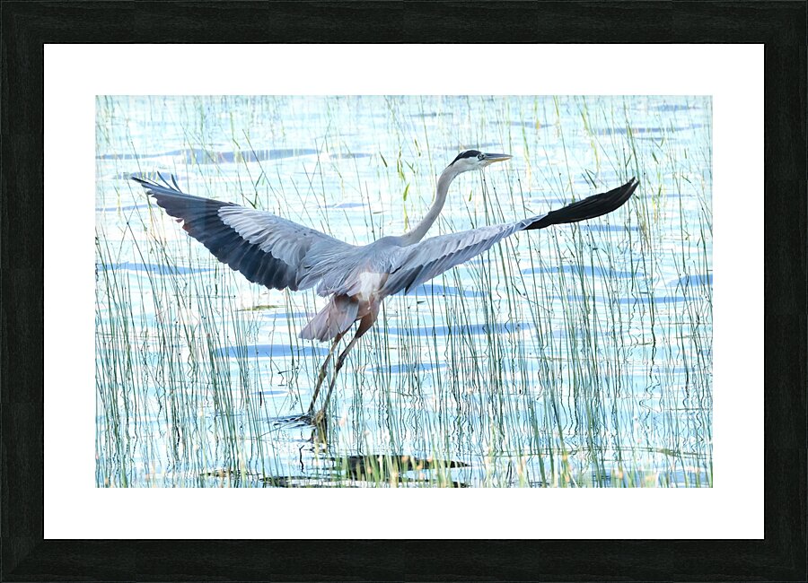 Bird Photography    Picture Frame print
