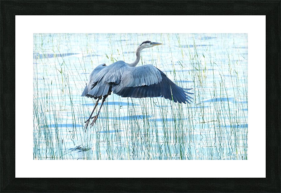 Bird Photography    Picture Frame print