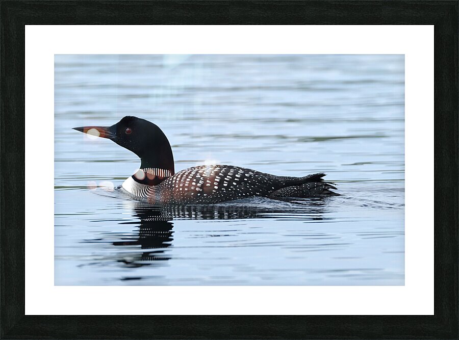 Bird Photography    Picture Frame print