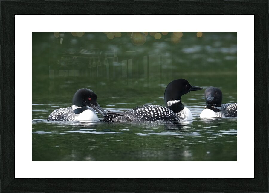 Bird Photography    Picture Frame print