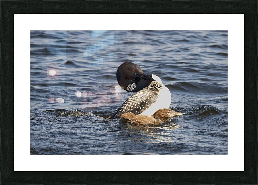 Bird Photography    Picture Frame print