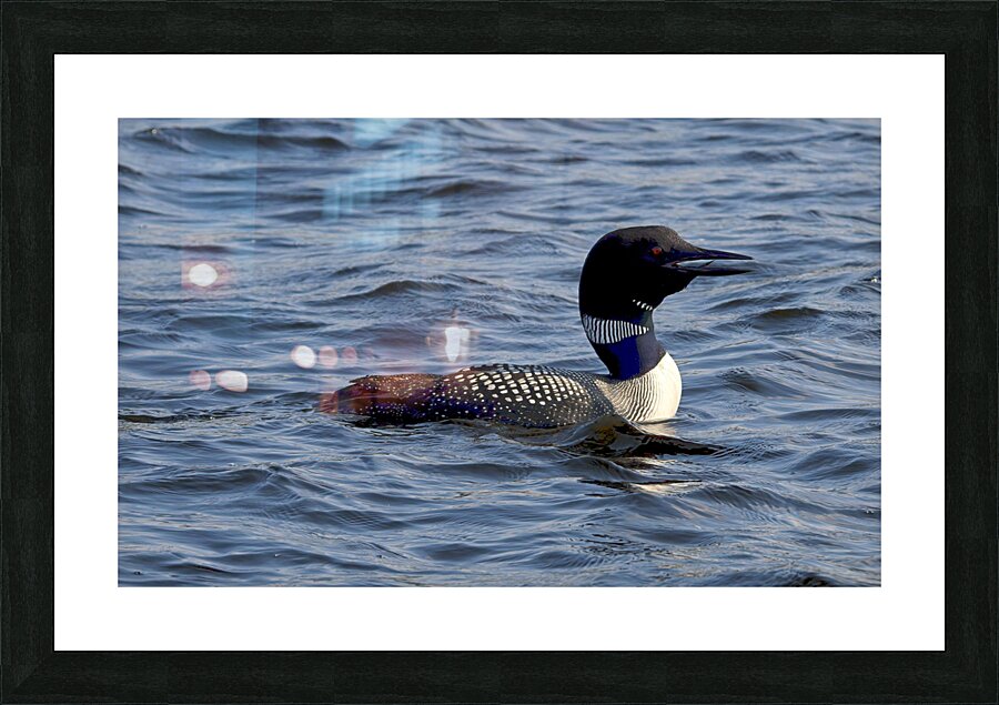Bird Photography    Picture Frame print