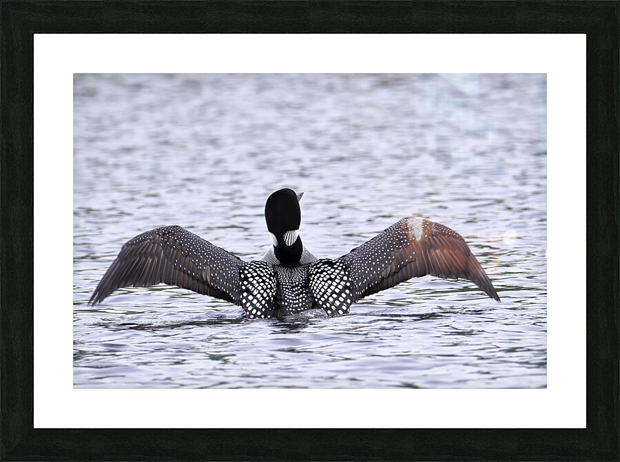 Bird Photography    Picture Frame print
