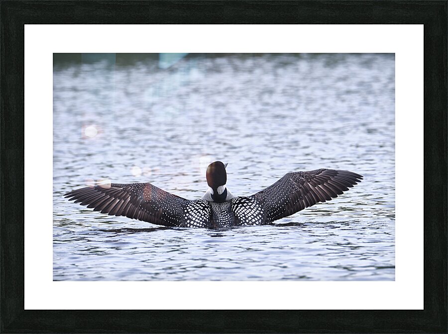 Bird Photography    Picture Frame print