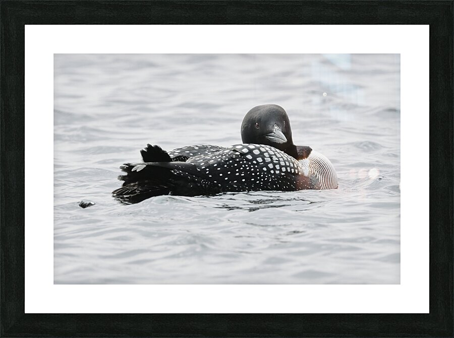 Bird Photography    Picture Frame print