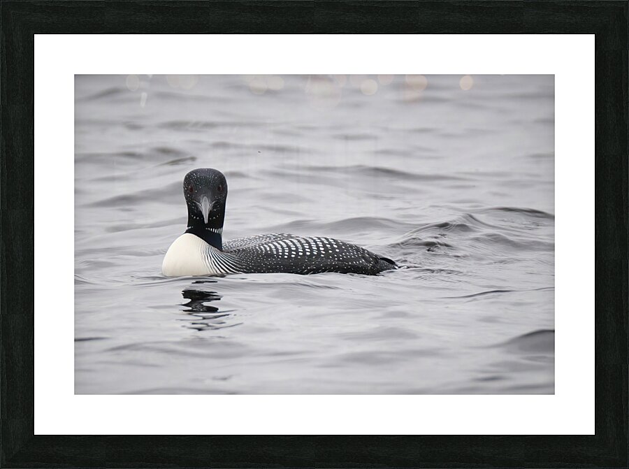 Bird Photography    Picture Frame print