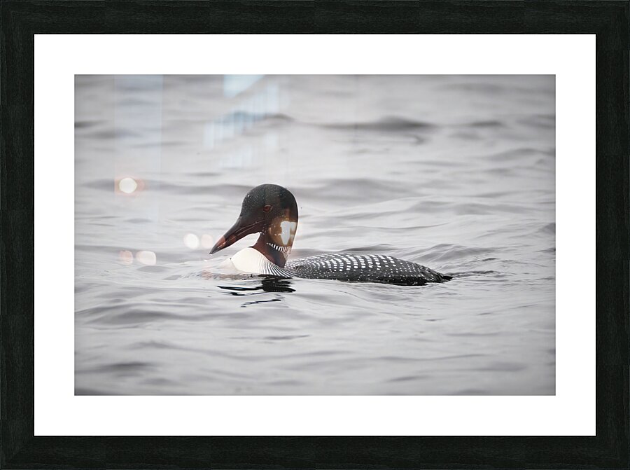 Bird Photography    Picture Frame print