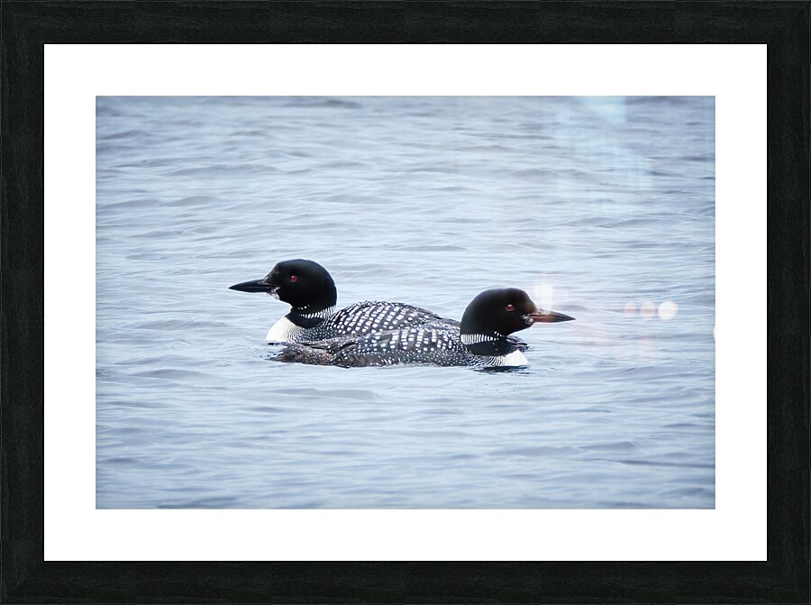 Bird Photography    Picture Frame print