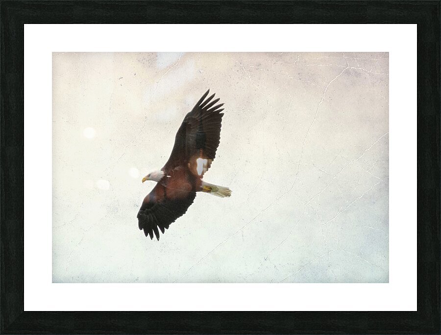 Bird Photography    Picture Frame print