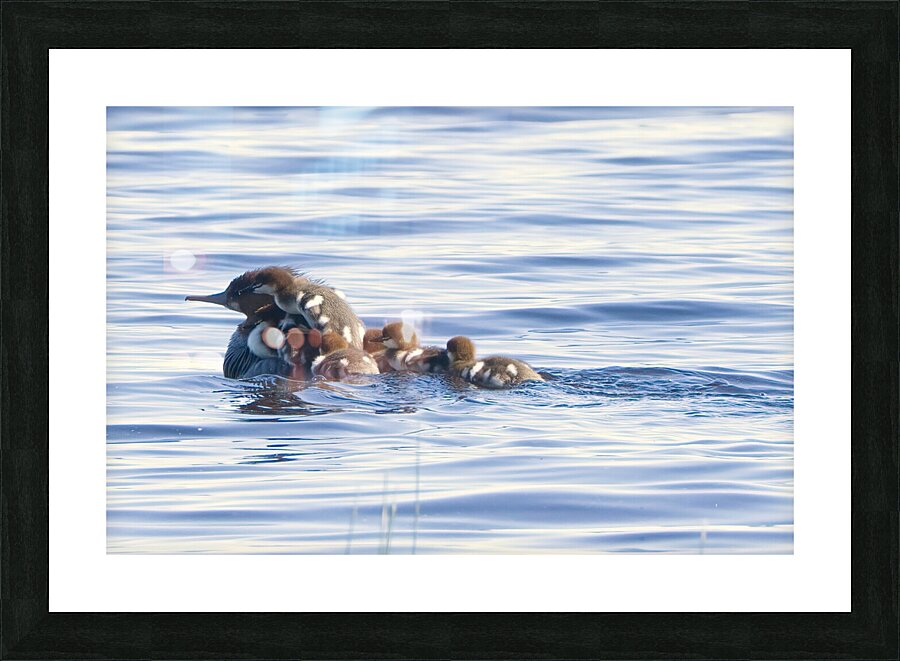 Bird Photography    Picture Frame print