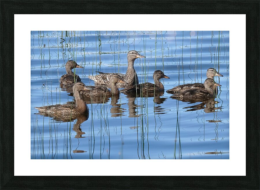 Bird Photography    Picture Frame print