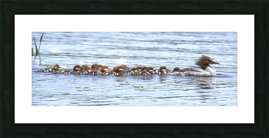 Bird Photography    Picture Frame print