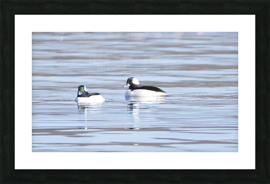 Bird Photography    Picture Frame print