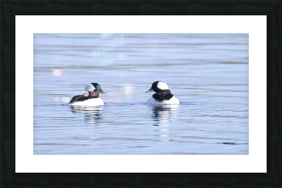Bird Photography    Picture Frame print