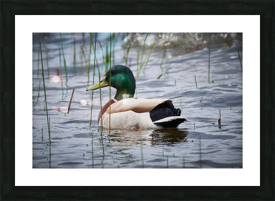 Bird Photography    Picture Frame print