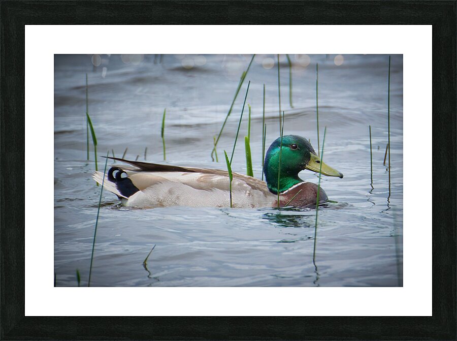 Bird Photography    Picture Frame print