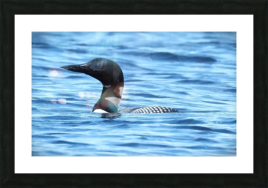 Bird Photography    Picture Frame print