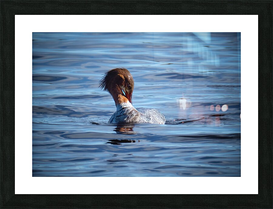 Bird Photography    Picture Frame print