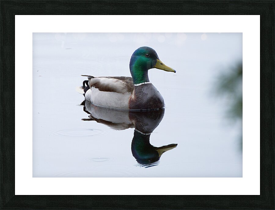 Bird Photography    Picture Frame print