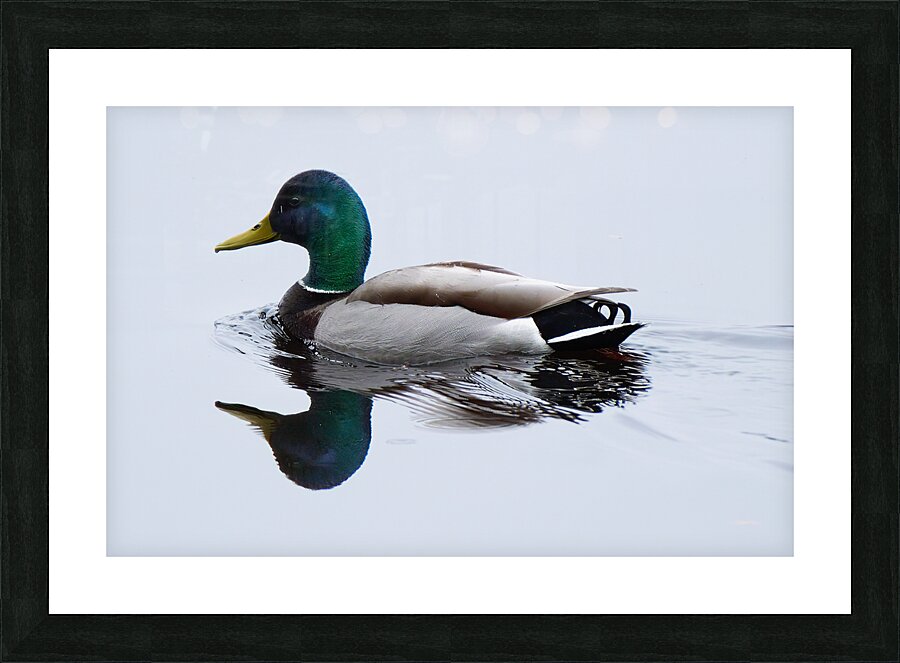 Bird Photography    Picture Frame print