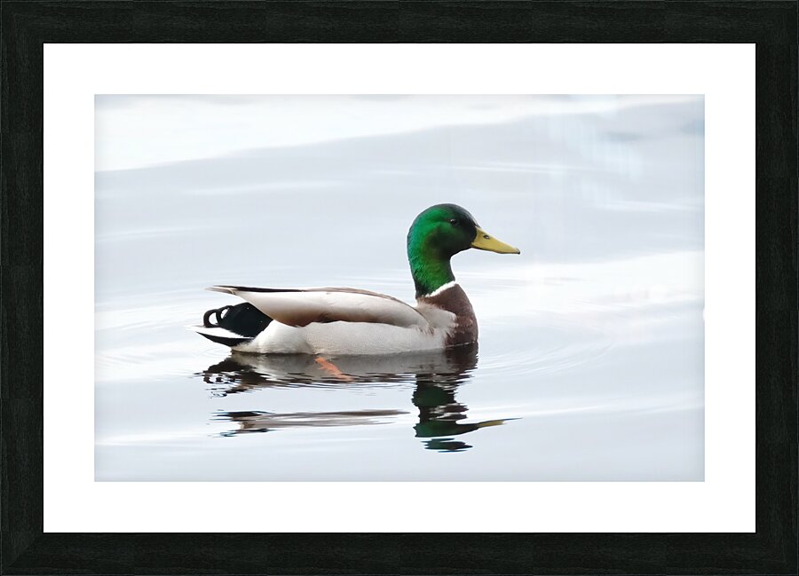 Bird Photography    Picture Frame print