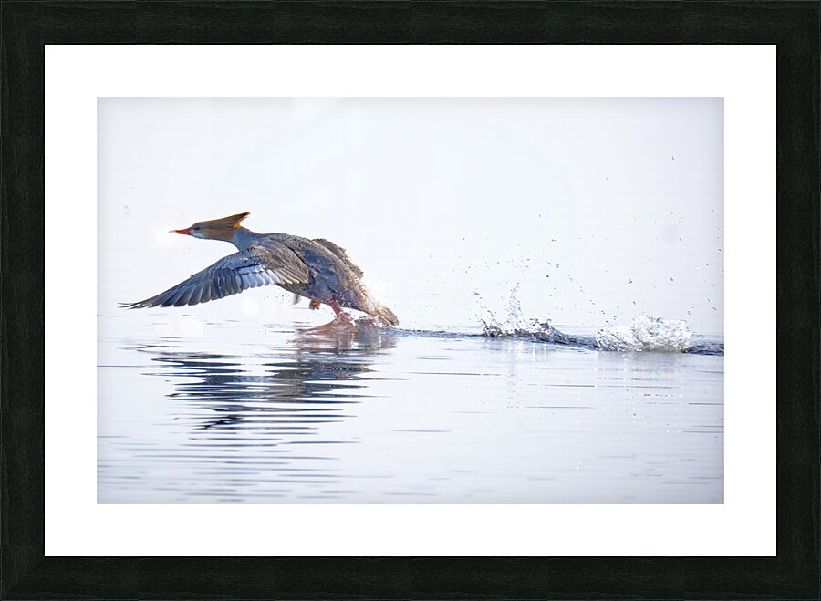 Bird Photography    Picture Frame print