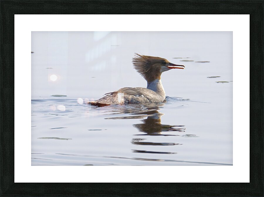 Bird Photography    Picture Frame print