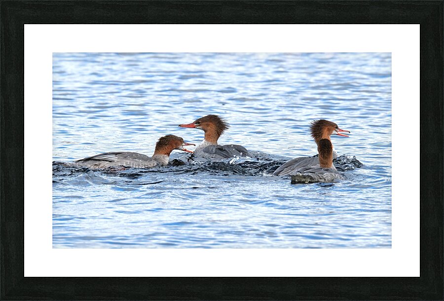 Bird Photography    Picture Frame print