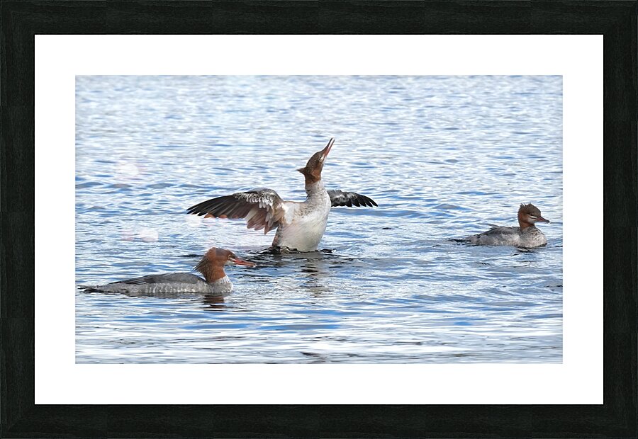 Bird Photography    Picture Frame print