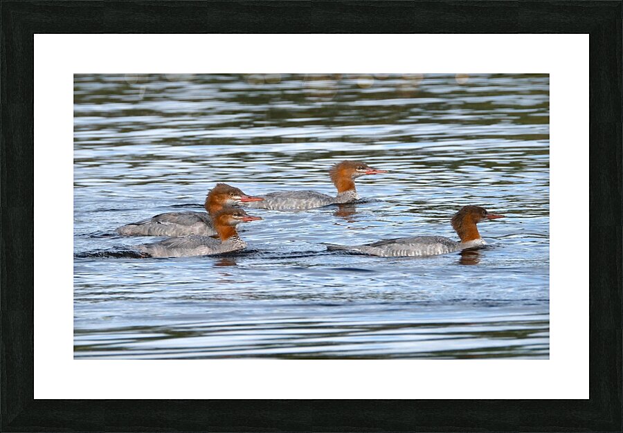 Bird Photography    Picture Frame print