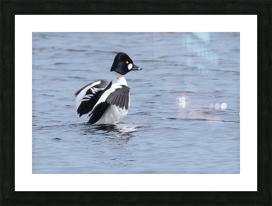 Bird Photography    Picture Frame print