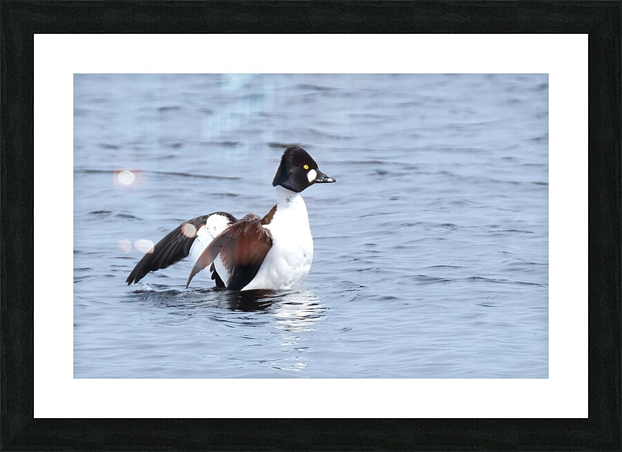 Bird Photography    Picture Frame print