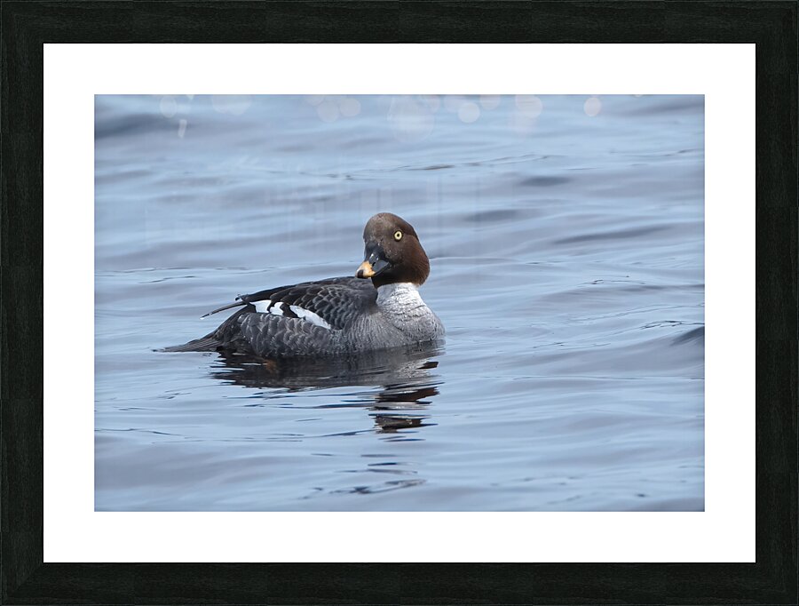 Bird Photography    Picture Frame print