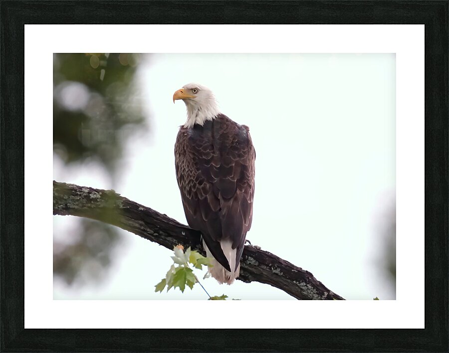 Bird Photography   Picture Frame print