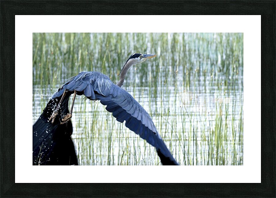 Bird Photography    Picture Frame print