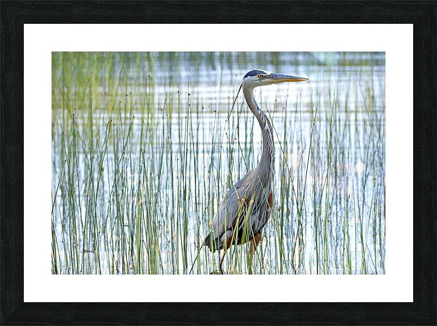 Bird Photography    Picture Frame print