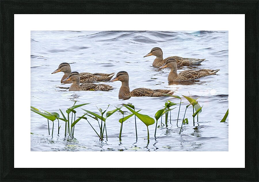 Bird Photography    Picture Frame print
