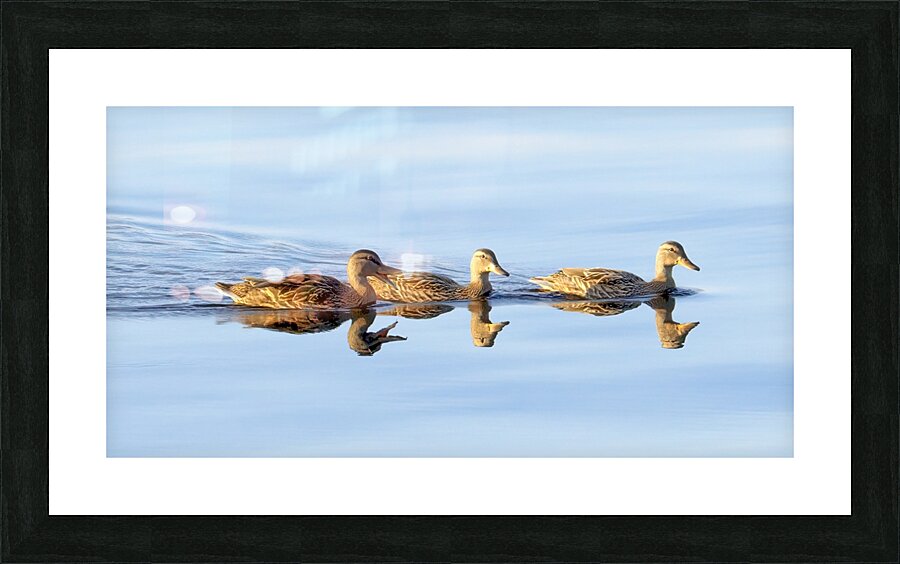 Bird Photography    Picture Frame print
