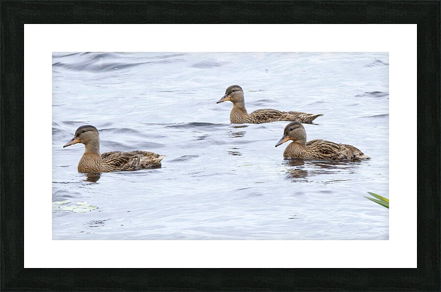 Bird Photography    Picture Frame print