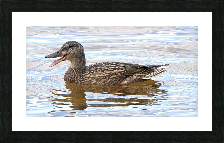 Bird Photography    Picture Frame print