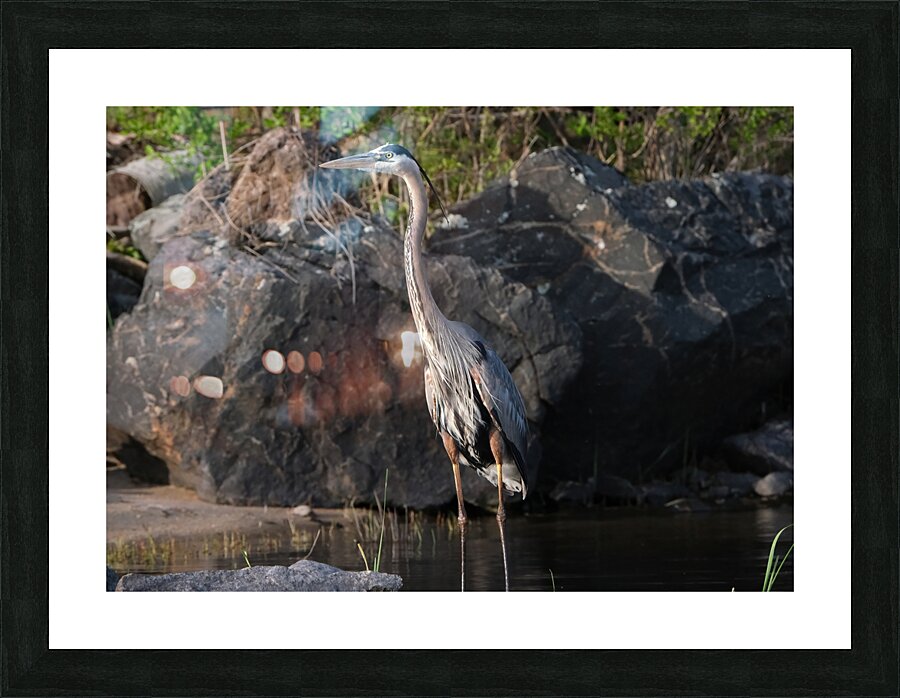 Bird Photography    Picture Frame print