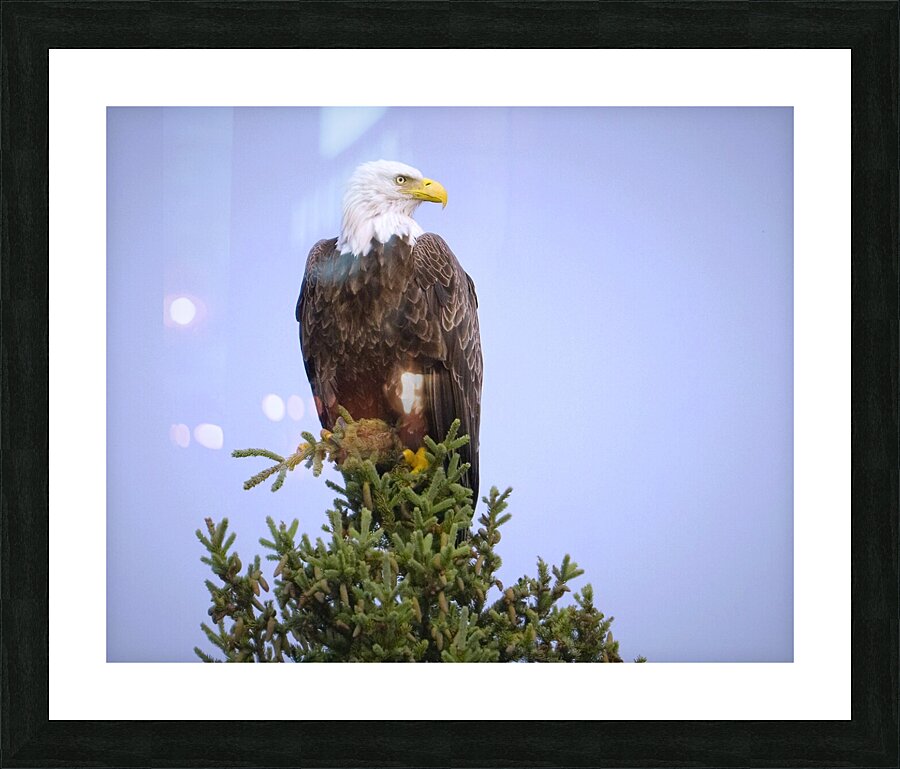 Bird Photography    Picture Frame print