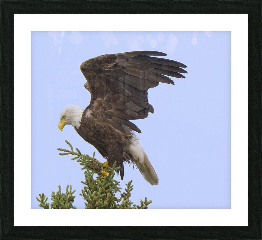 Bird Photography    Picture Frame print