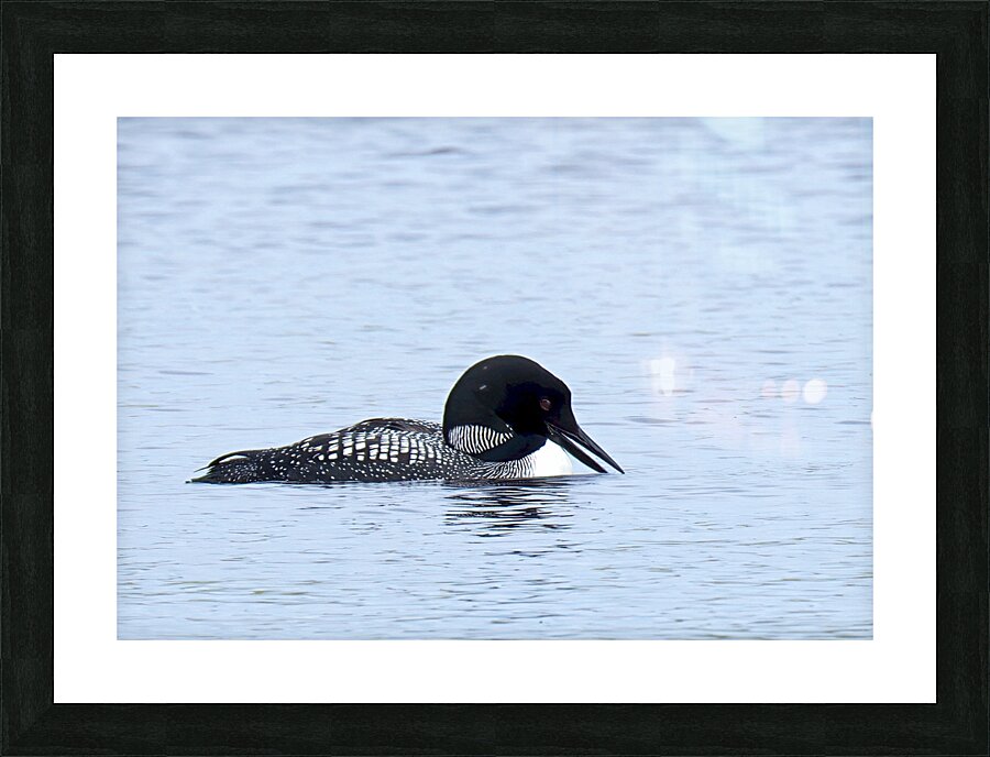 Bird Photography    Picture Frame print