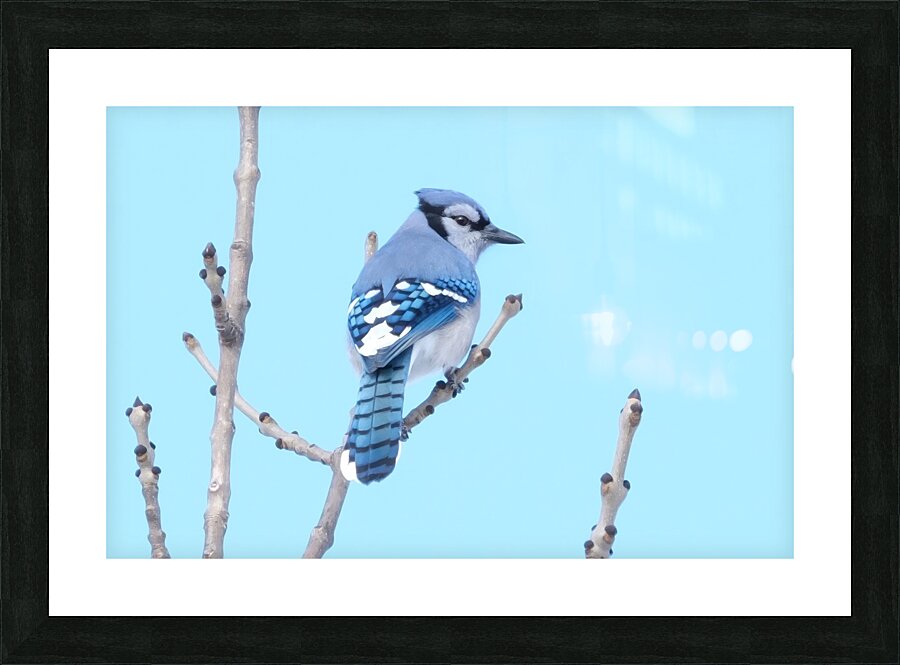 Bird Photography    Picture Frame print